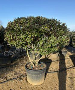 Multi-stemmed Elaeagnus ebbingei - Silverberry