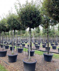 high stem Elaeagnus ebbingei - Silverberry