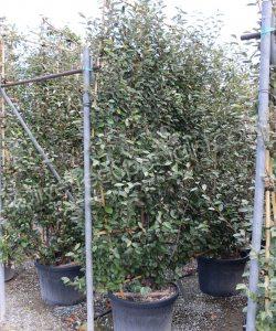 Pleached Elaeagnus ebbingei - Silverberry