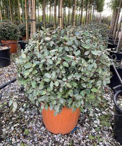 Elaeagnus ebbingei Olive willow Ball shape