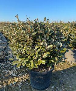 Elaeagnus ebbingei Olive willow Ball shape