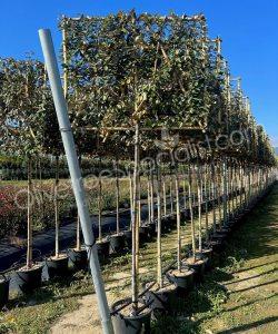 Pleached Elaeagnus ebbingei - Silverberry