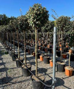 3/4 stem Elaeagnus ebbingei - Silverberry