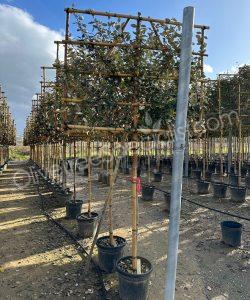 Pleached Elaeagnus ebbingei - Silverberry
