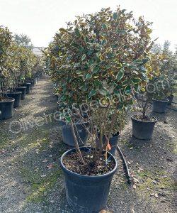 Elaeagnus ebbingei 'Viveleg' - Silverberry