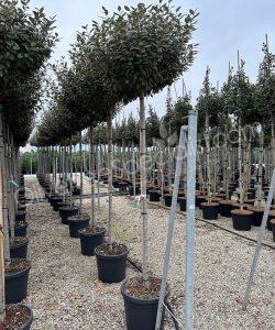 high stem Elaeagnus ebbingei - Silverberry