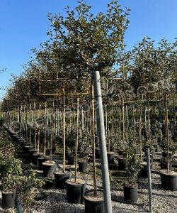 Pleached Elaeagnus ebbingei - Silverberry