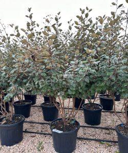 Multi-stemmed Elaeagnus ebbingei - Silverberry