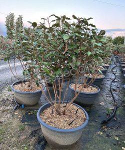 Multi-stemmed Elaeagnus ebbingei - Silverberry