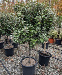 half stem Elaeagnus ebbingei - Silverberry