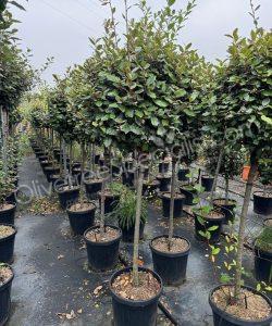 half stem Elaeagnus ebbingei - Silverberry