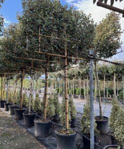 Pleached Elaeagnus ebbingei - Silverberry