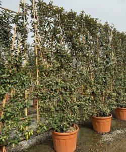 Pleached Elaeagnus ebbingei - Silverberry