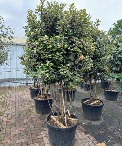 Multi-stemmed Elaeagnus ebbingei - Silverberry