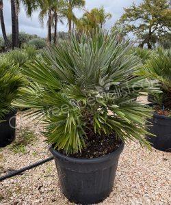 Buy Chamaerops humilis 'Nana'