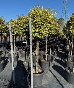 Elaeagnus ebbingei 'Maryline' Silverberry