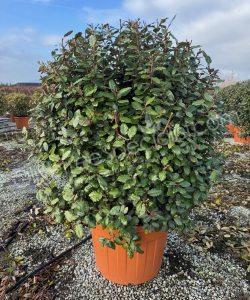Elaeagnus ebbingei Olive willow Ball shape