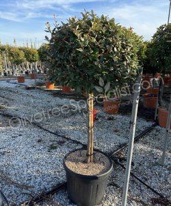 half stem Elaeagnus ebbingei - Silverberry