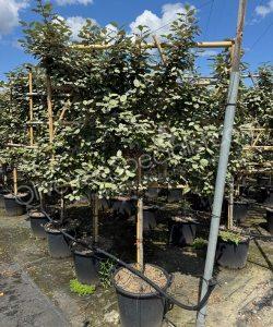 Pleached Elaeagnus ebbingei - Silverberry