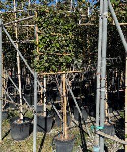 multi-stemmed pleached Elaeagnus ebbingei - Silverberry