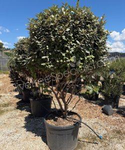 Multi-stemmed Elaeagnus ebbingei - Silverberry