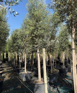 Tuscan Olive Tree Olea europaea