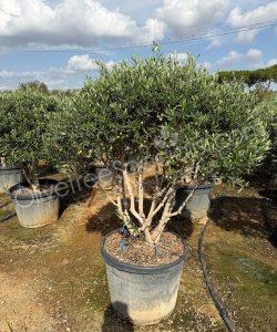 Olive tree multi trunk Olea europaea