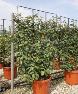 Pleached Elaeagnus ebbingei - Silverberry