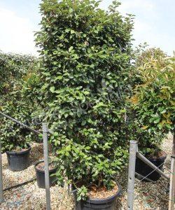 Pleached Elaeagnus ebbingei - Silverberry