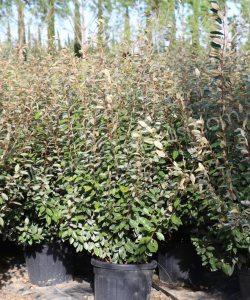 Elaeagnus ebbingei Olive willow Bush shape