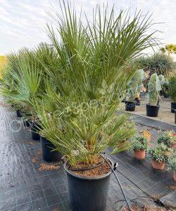 Chamaerops humilis - Buy european fan palm