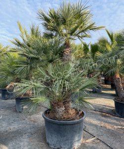 Chamaerops humilis - Buy european fan palm multi-stemmed
