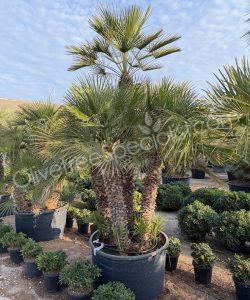 Chamaerops humilis - Buy european fan palm multi-stemmed