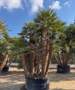 Chamaerops humilis - Buy european fan palm multi-stemmed