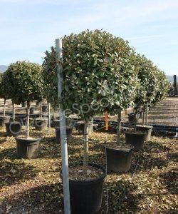 half stem Elaeagnus ebbingei - Silverberry
