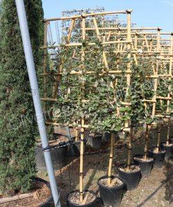 Pleached Elaeagnus ebbingei - Silverberry