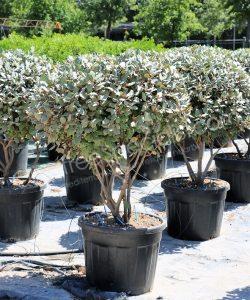 Multi-stemmed Elaeagnus ebbingei - Silverberry