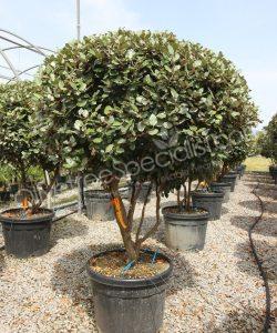 Multi-stemmed Elaeagnus ebbingei - Silverberry