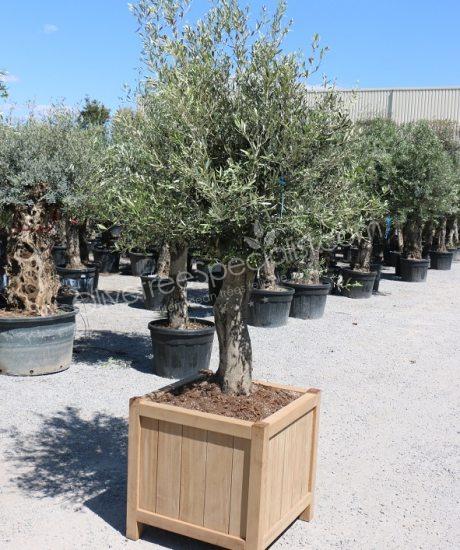 Olive tree in a Hardwood planter
