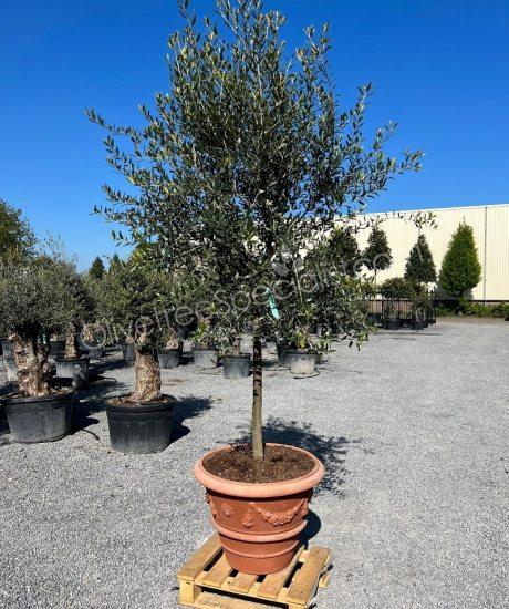 Buy Tuscan olive tree in a terracotta pot
