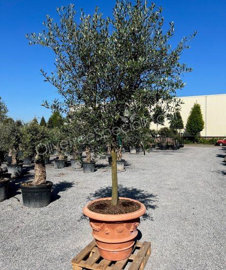 Buy Tuscan olive tree in a terracotta pot