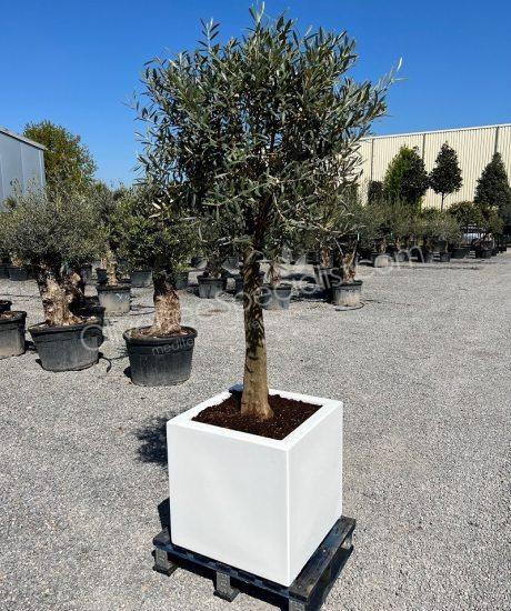 olive tree in a insulated polyester planter