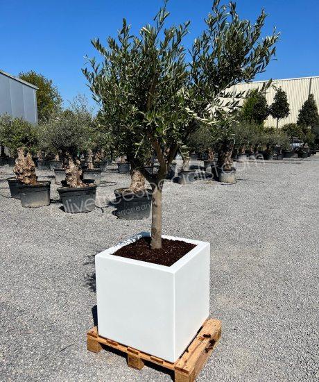 olive tree in a insulated polyester planter