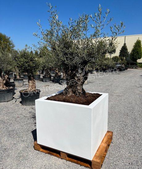 olive tree in a insulated polyester planter