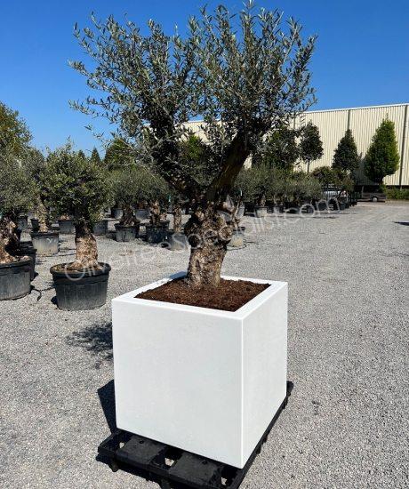 olive tree in a insulated polyester planter