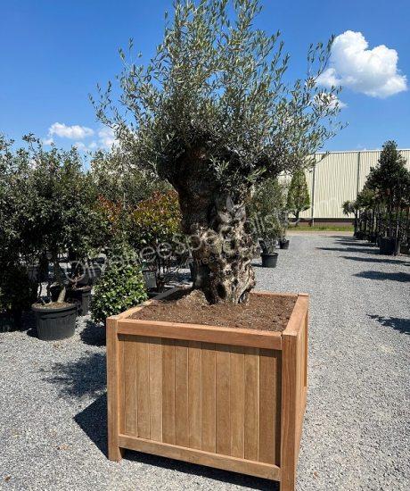 Olive tree in a Hardwood planter