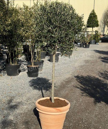 Olive tree in an Italian terracotta pot 