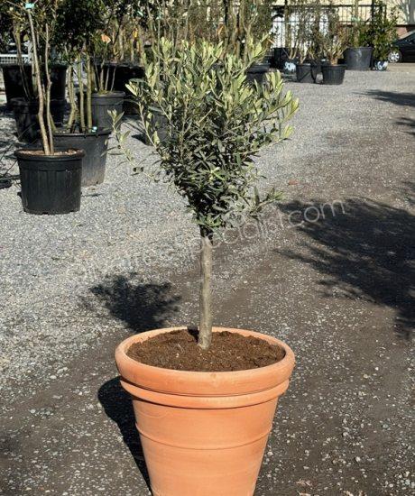 Olive tree in an Italian terracotta pot 