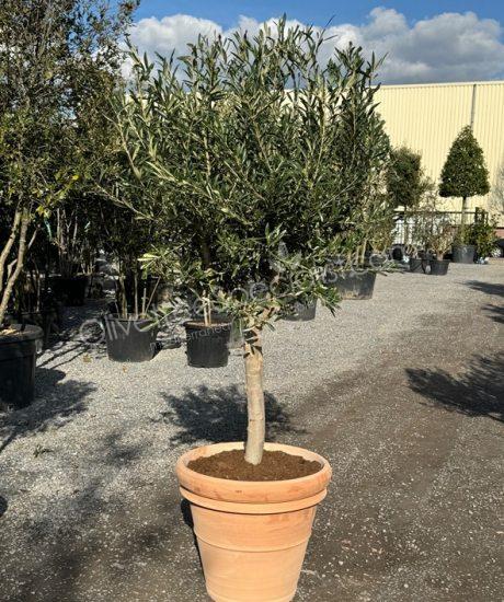 Olive tree in an Italian terracotta pot 