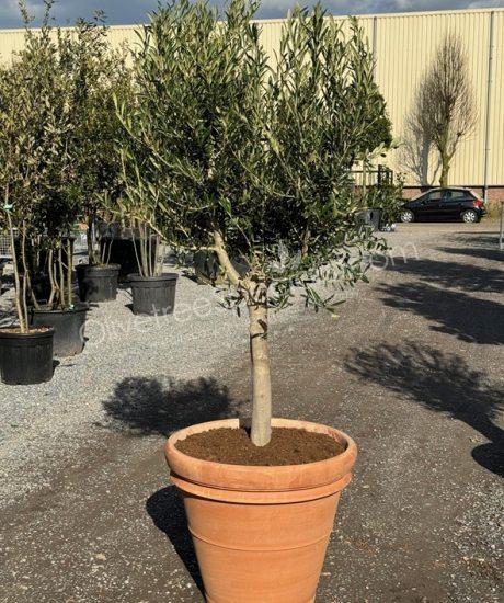 Olive tree in an Italian terracotta pot 